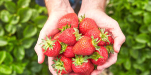 Beyond the Strawberries: Unforgettable Adventures Await in Plant City