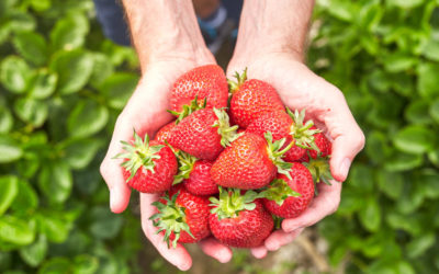 Beyond the Strawberries: Unforgettable Adventures Await in Plant City